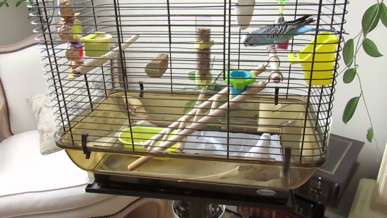 MISE EN CAGE D'UN AMI POUR LUCKY