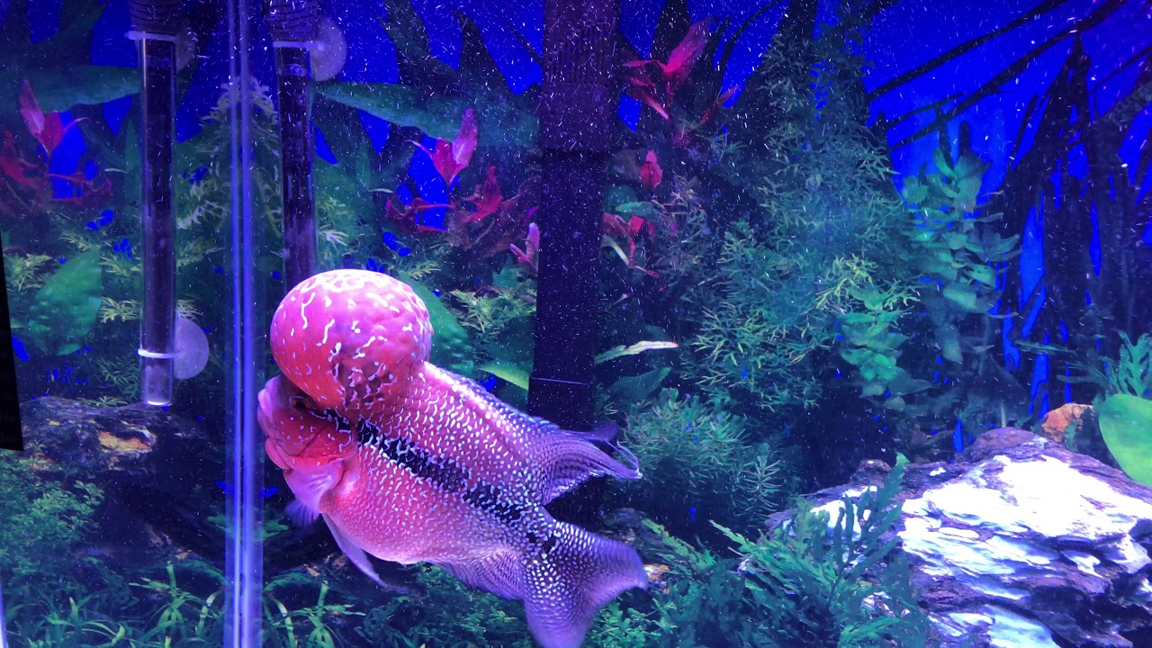 My Cute Zhen Zhu Super Red Dragon Flowerhorn Enjoys being Entertained Part 2!