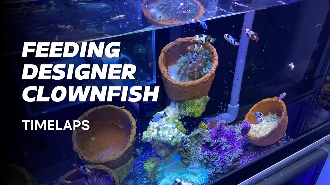 Time-Lapse Feeding Frenzy! ⏱️  #reeflife #clownfish  #fishaddict #aquarium #reef #Designerclownfish