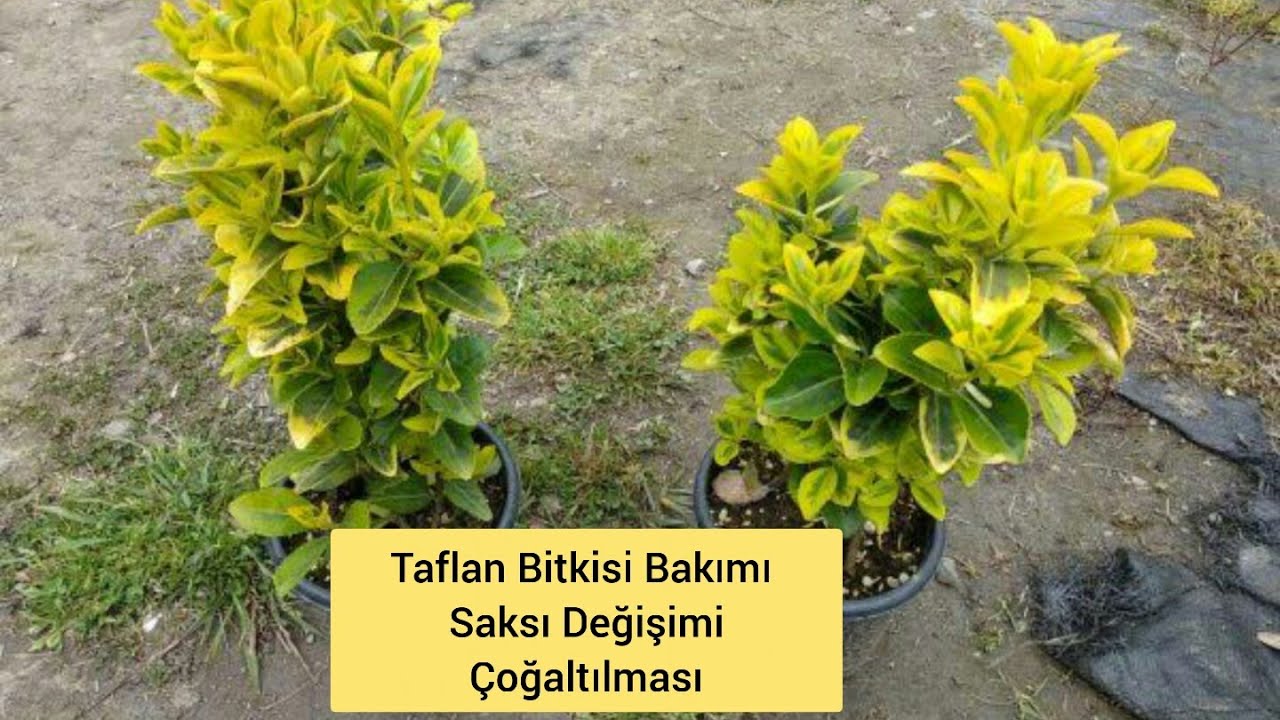 Altuni TAFLAN Bitkisi (Euonymus)Saksı Değişimi Bakımı ve Çoğaltılması nasıl olur.