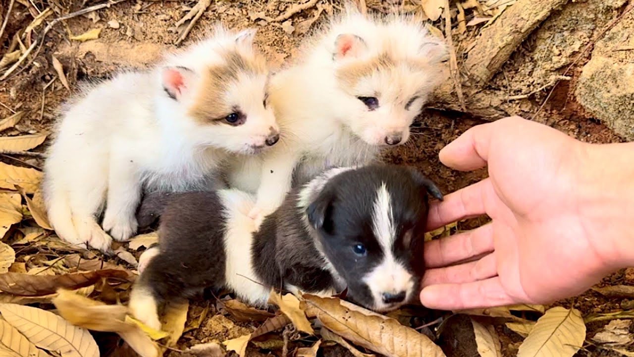 Потрясён! Щенок 🐶 живёт вместе с маленькой лисой 🦊 в укромном уголке леса. 🐶🦊❤❤❤
