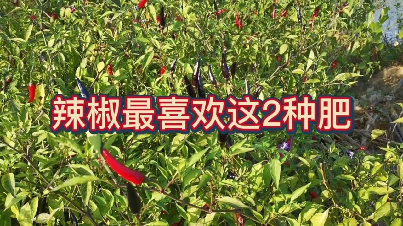 種植辣椒施肥注意事項，辣椒最喜歡這2種肥，用它辣椒長勢好產量高還沒病蟲害