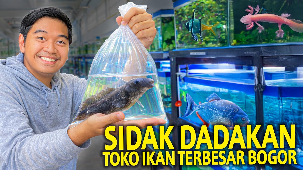 SIDAK DADAKAN TOKO IKAN TERBESAR DI BOGOR! TERANG AQUARIUM!