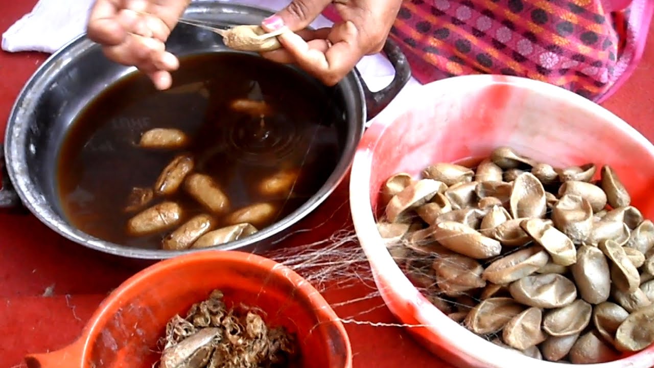 Muga silk found only in Assam - Pride of Assam মুগা