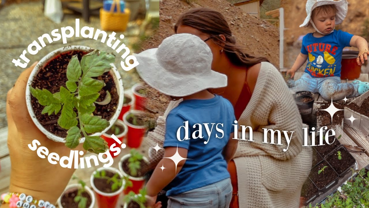 A FEW DAYS IN MY LIFE 🌱 Gardening with my Toddler & Building a Chicken Coop on the Homestead!