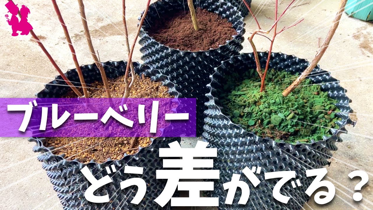 【実験】ブルーベリーを３種類の用土でルートプラスポットに植えてみた