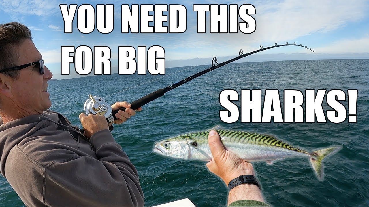 Thresher Shark Fishing With Live Mackerel In California