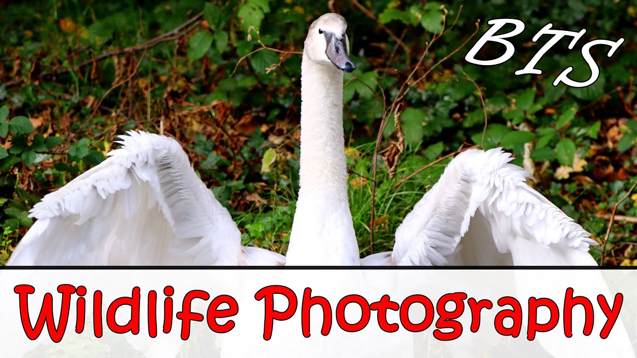 Wildlife Photography Vlog | Using the Canon 250D and Sigma 150-600mm C Lens