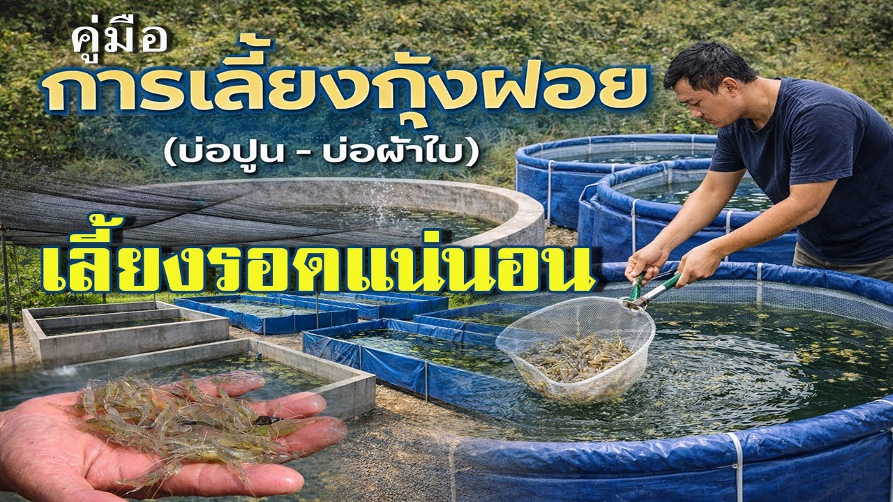 คู่มือการเลี้ยงกุ้งฝอย | บ่อปูน บ่อผ้าใบ | เลี้ยงรอดแน่นอน