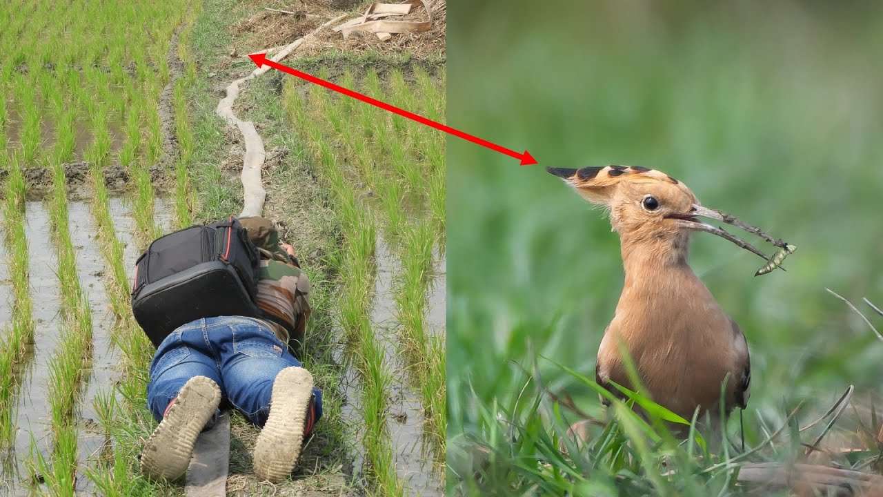 Bird Photography Tips and Tricks in Hindi  | Wildlife Photography Tutorial in Hindi |