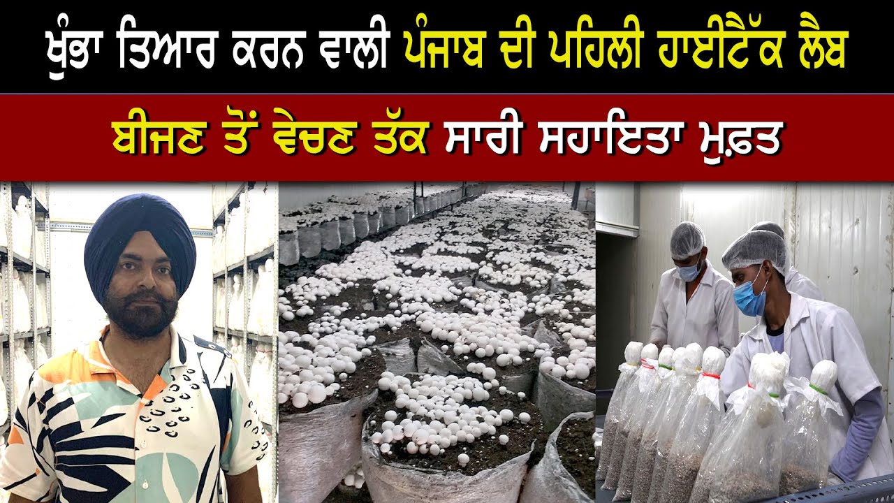 ਬਿਨਾ ਖ਼ਰਚੇ ਤੋਂ ਸ਼ੁਰੂ ਕਰੋ ਖੁੰਭਾਂ ਦੀ ਖੇਤੀ