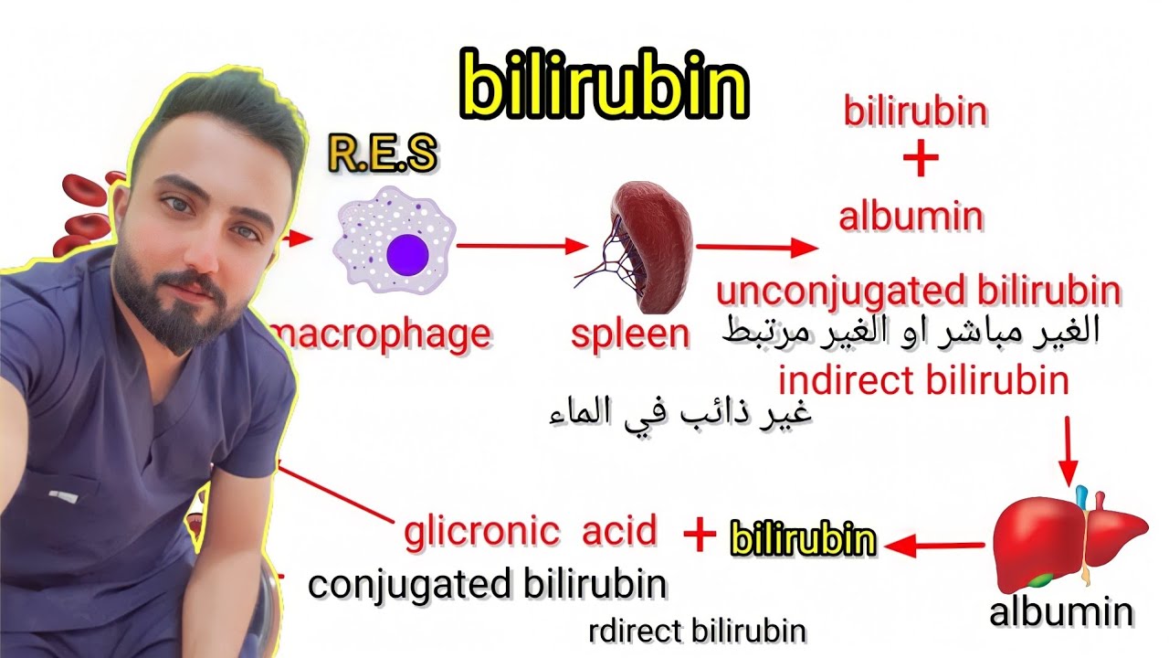 البيليروبين المباشر والغير مباشر |bilrubin direct &bilirubin indirct