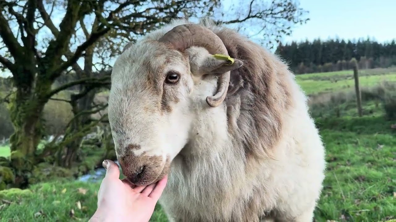 Life Of Larry The Ram Part 2