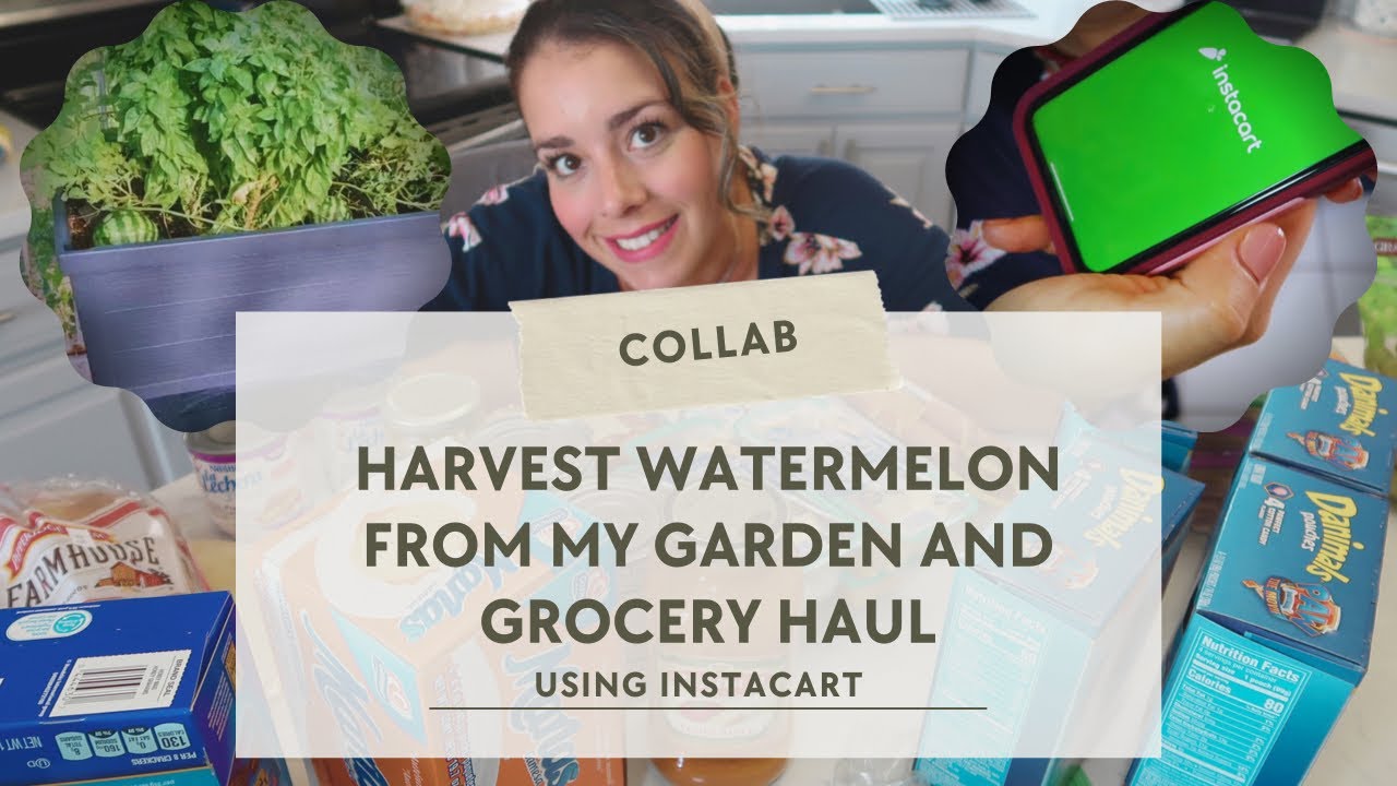 Harvest Watermelon From My Garden | Grocery Haul Using Instacart | Collab | Jessica Myrose