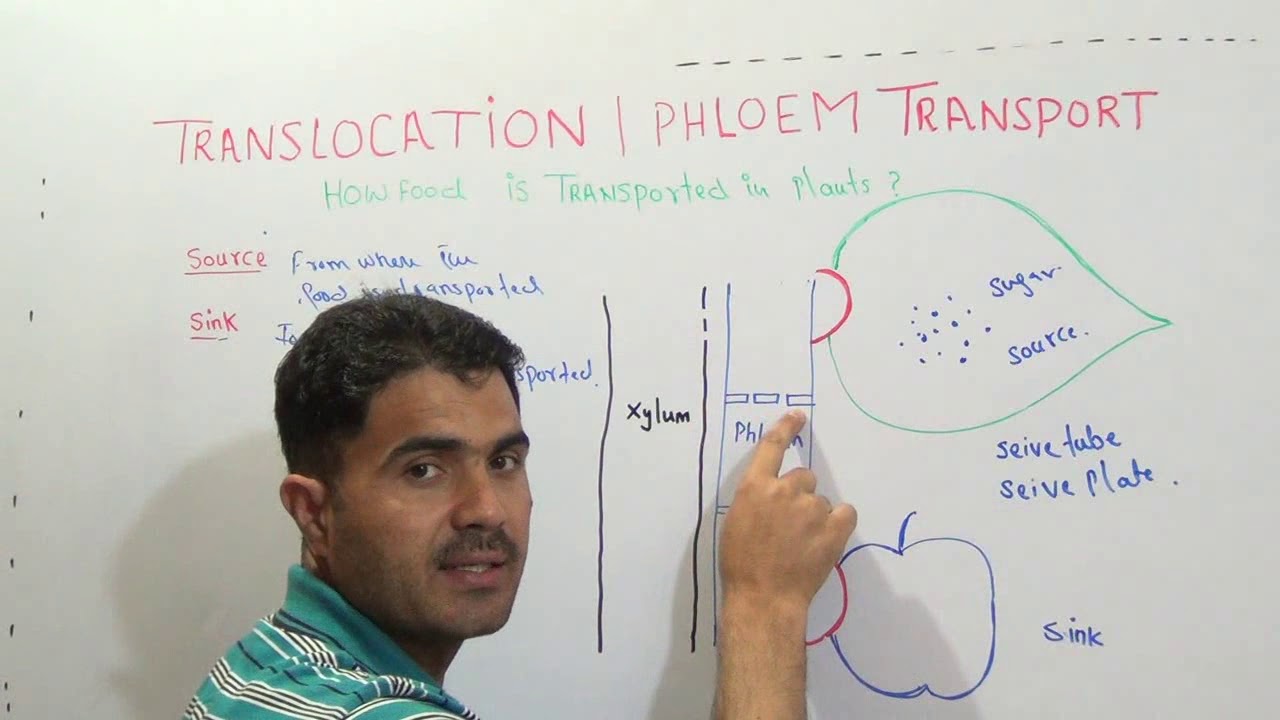 Translocation or phloem transport in Urdu hindi by Dr Hadi
