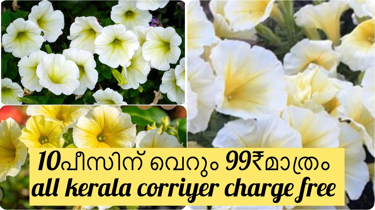 Yellow petunia plants for sale /#viralvideo #trendingvideo #gardening  #floweringplant #petunia 