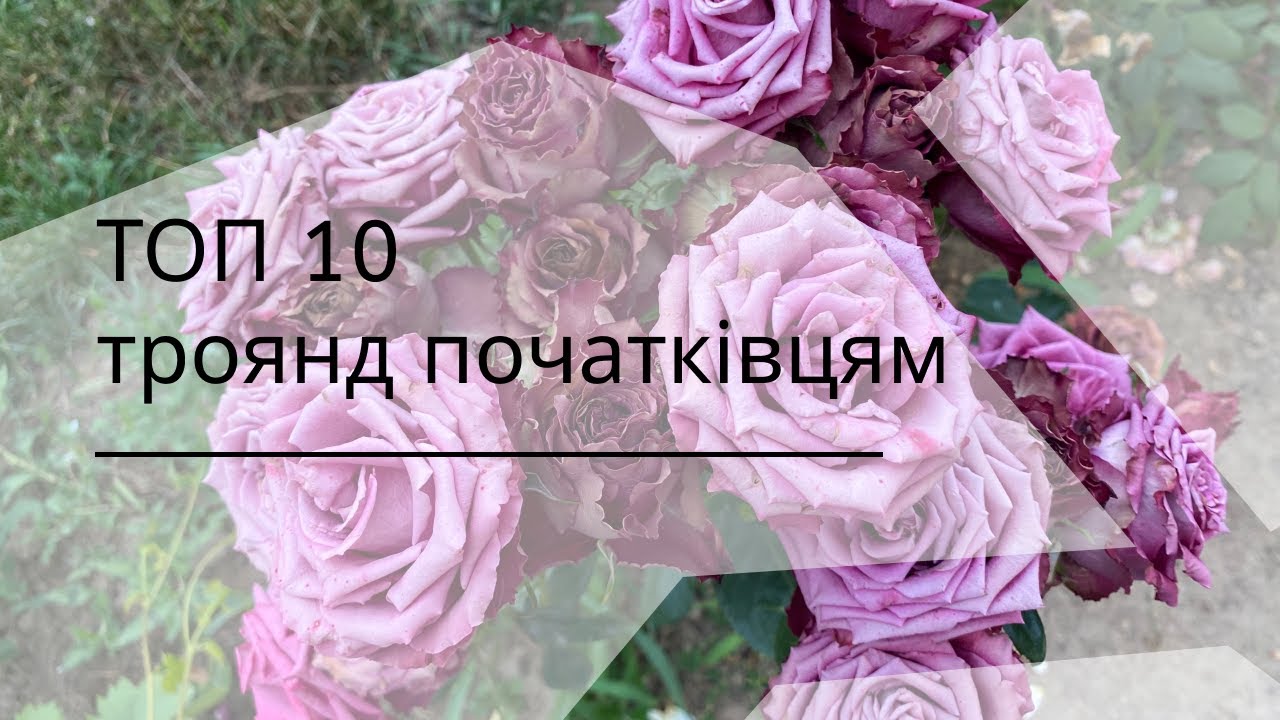 Мій ТОП 10 сортів з яких можна почати трояндовий сад чи квітник. Рекомендації початківцям