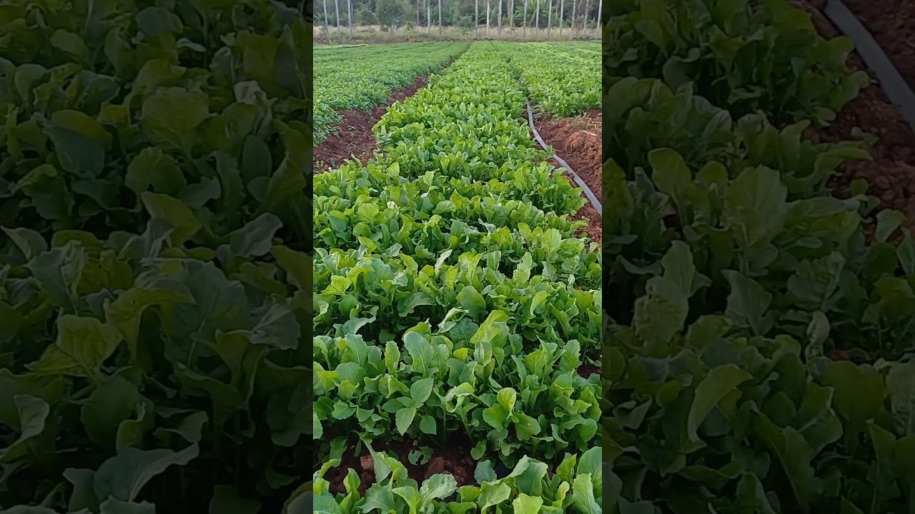 planta&ccedil;&atilde;o de R&uacute;cula #R&uacute;cula#agro#horta#plantas#vidanaroca#sitio#rafaela Costa