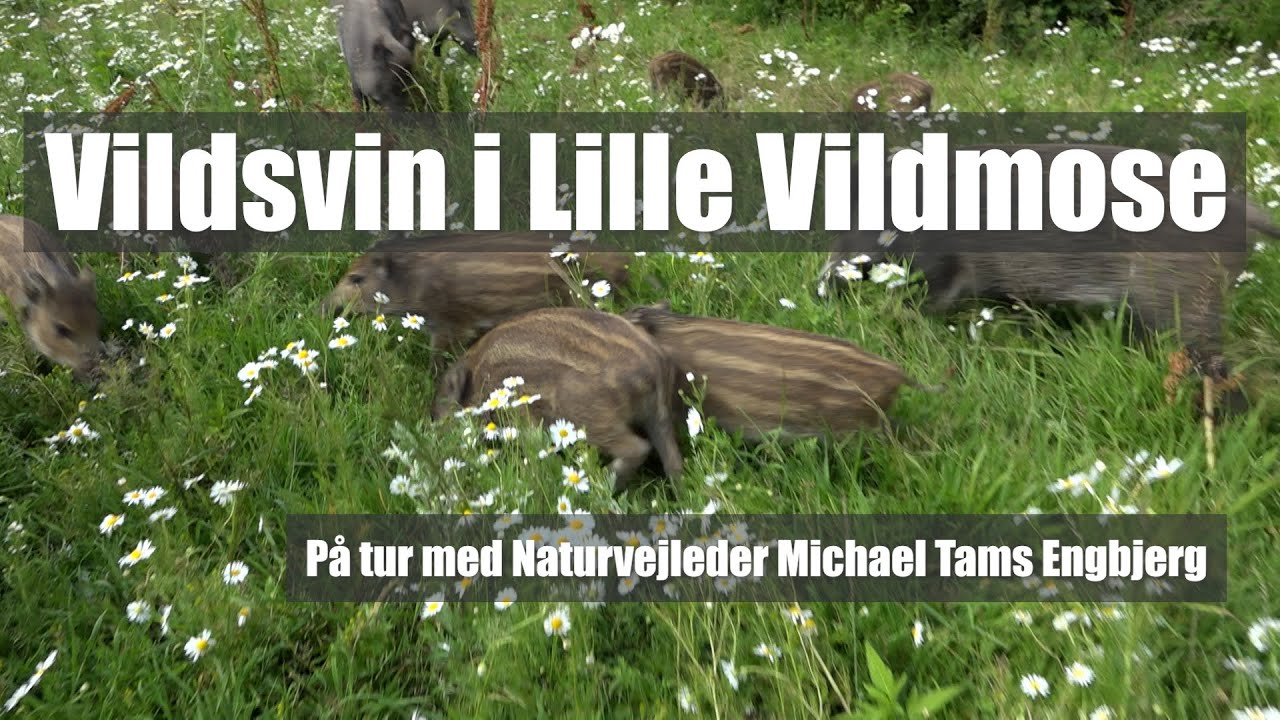 Vildsvin i Lille Vildmose - på tur med naturvejleder Michael Tams Engbjerg