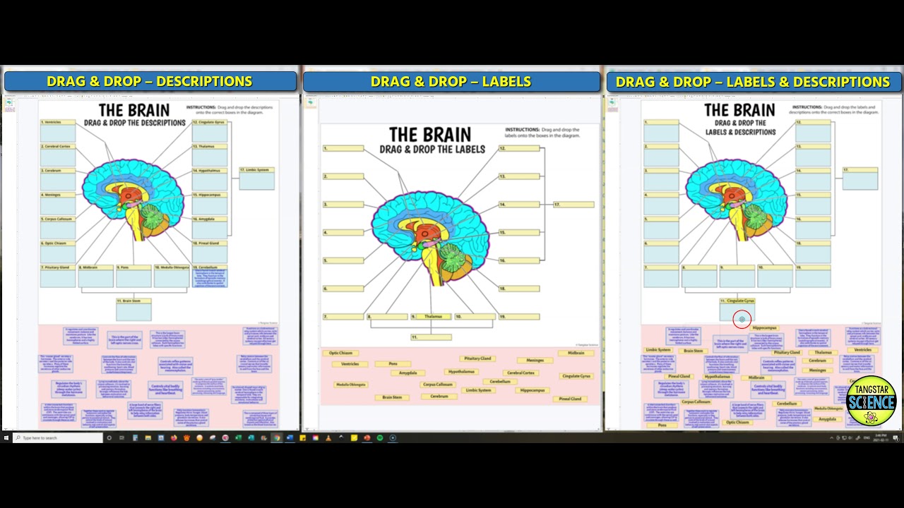 Brain Interactive Google Slides Activities | 24 Options (by Tangstar Science)