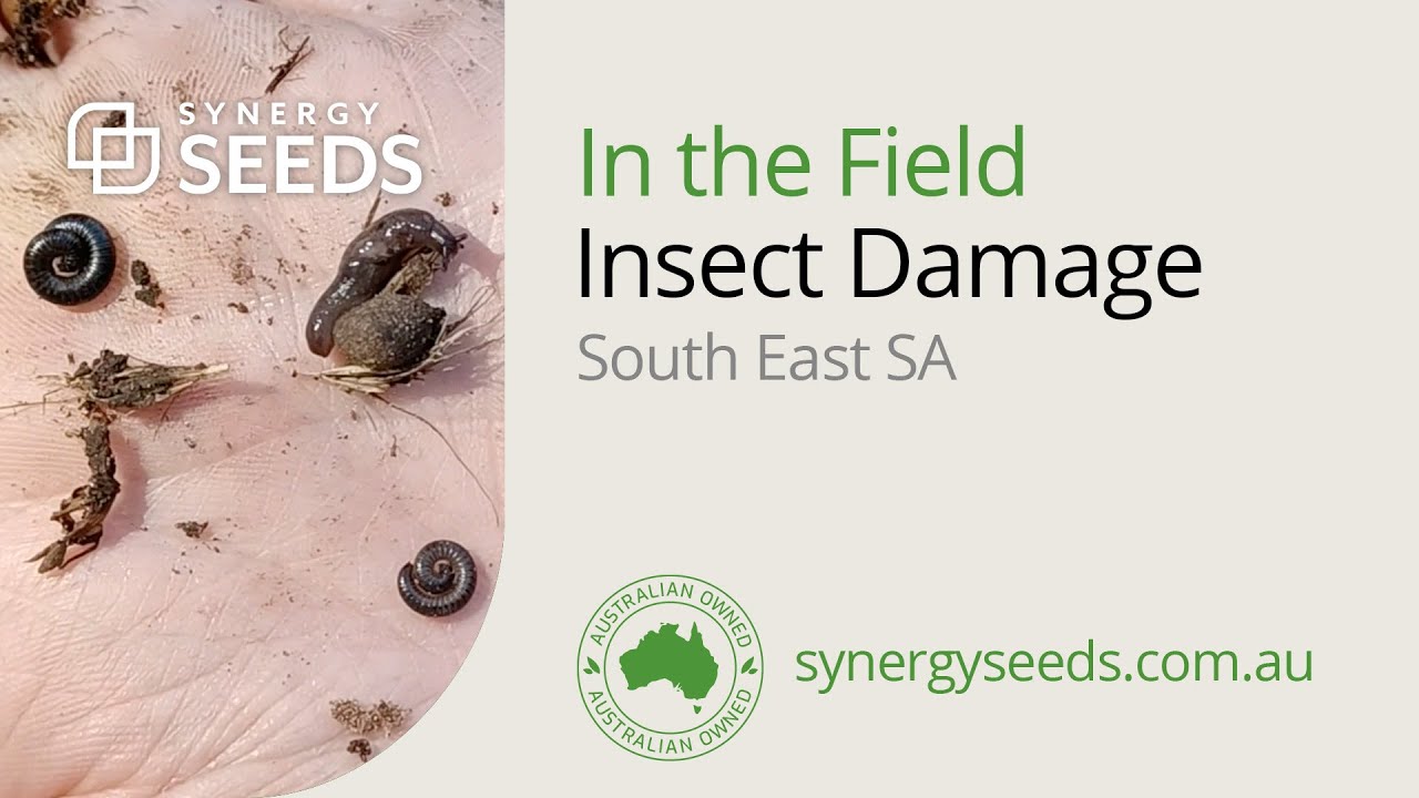 Insect Damage, South East SA - Synergy Seeds Australia