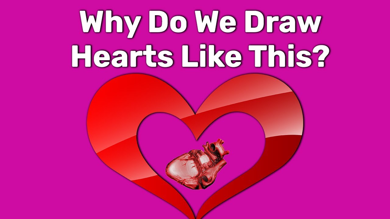 Why Does The Heart Symbol Look Nothing Like A Real Heart?