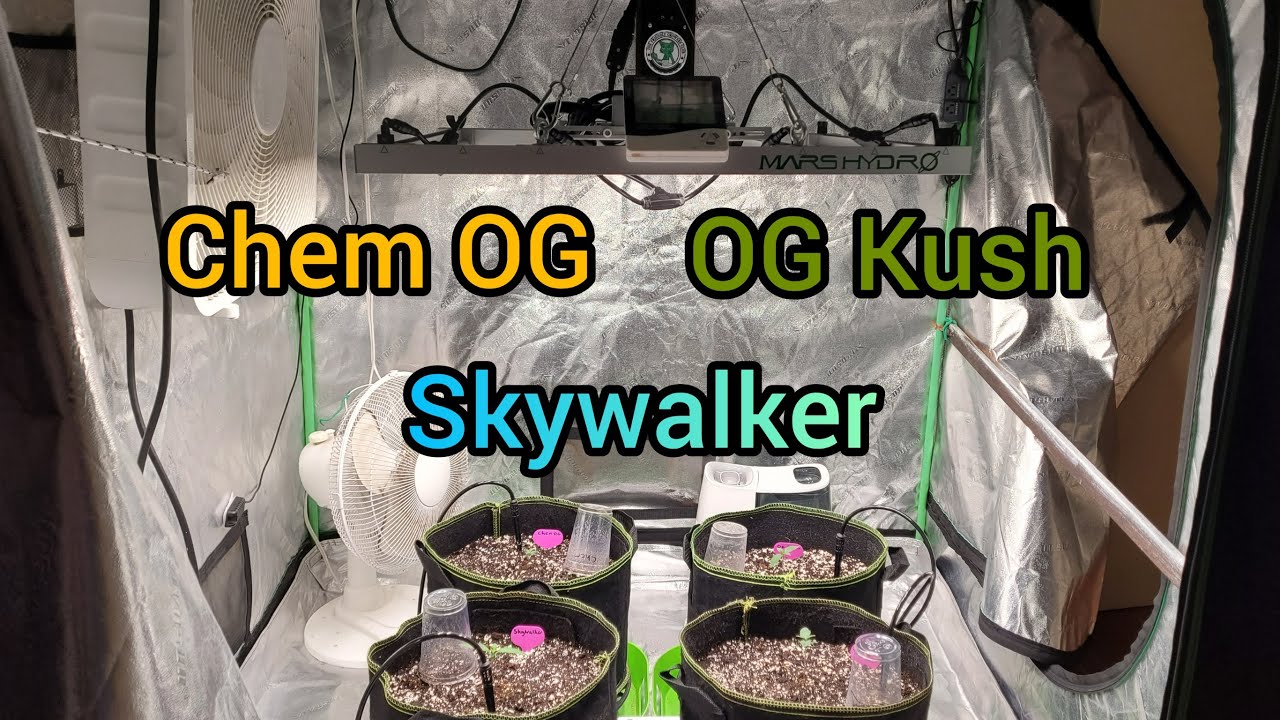 Series 4, Ep 1 - OG Kush, Skywalker & Chem OG - The Friendly Grower