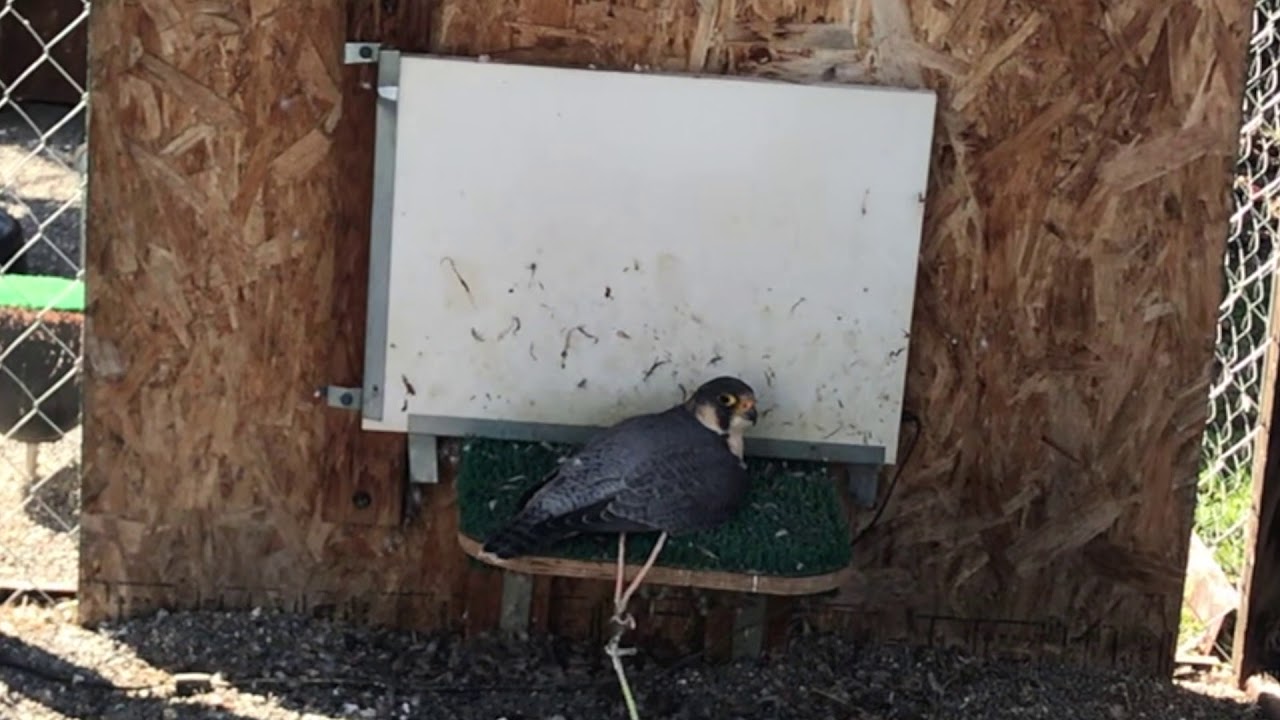 Birds of Prey tour: Nikki - Barbary Falcon
