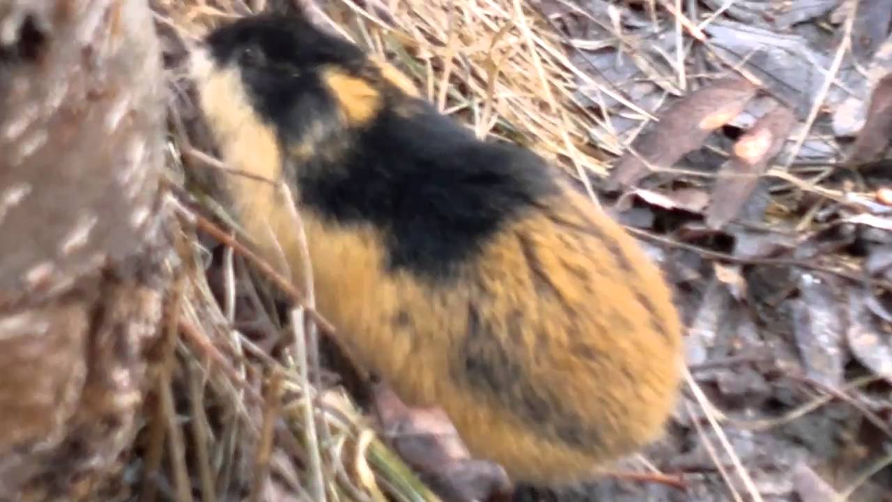 Fjällämmel april 2011.mp4