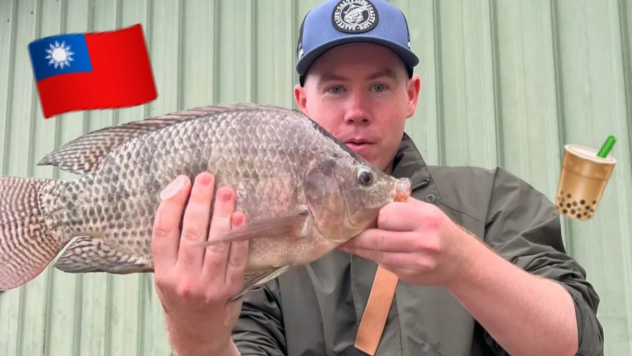 URBAN FISHING TAIWAN - TALAPIA