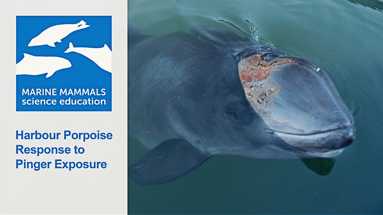 Harbour Porpoise Response to Pinger Exposure