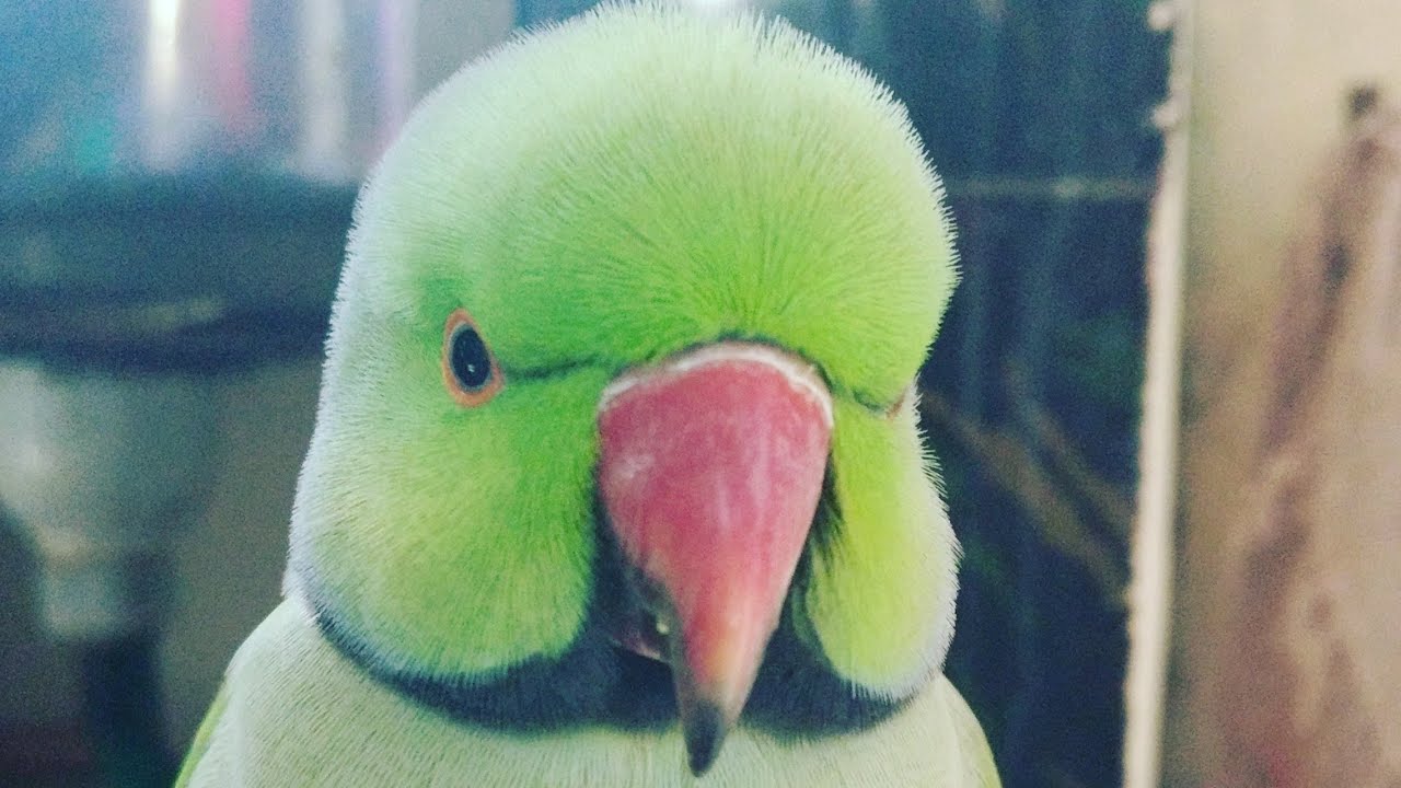 Parrot calling my name || Laugh Like 