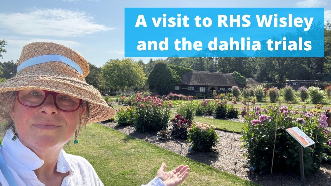 Let’s visit flagship RHS garden Wisley, have a mooch around and then look at the dahlia trials x