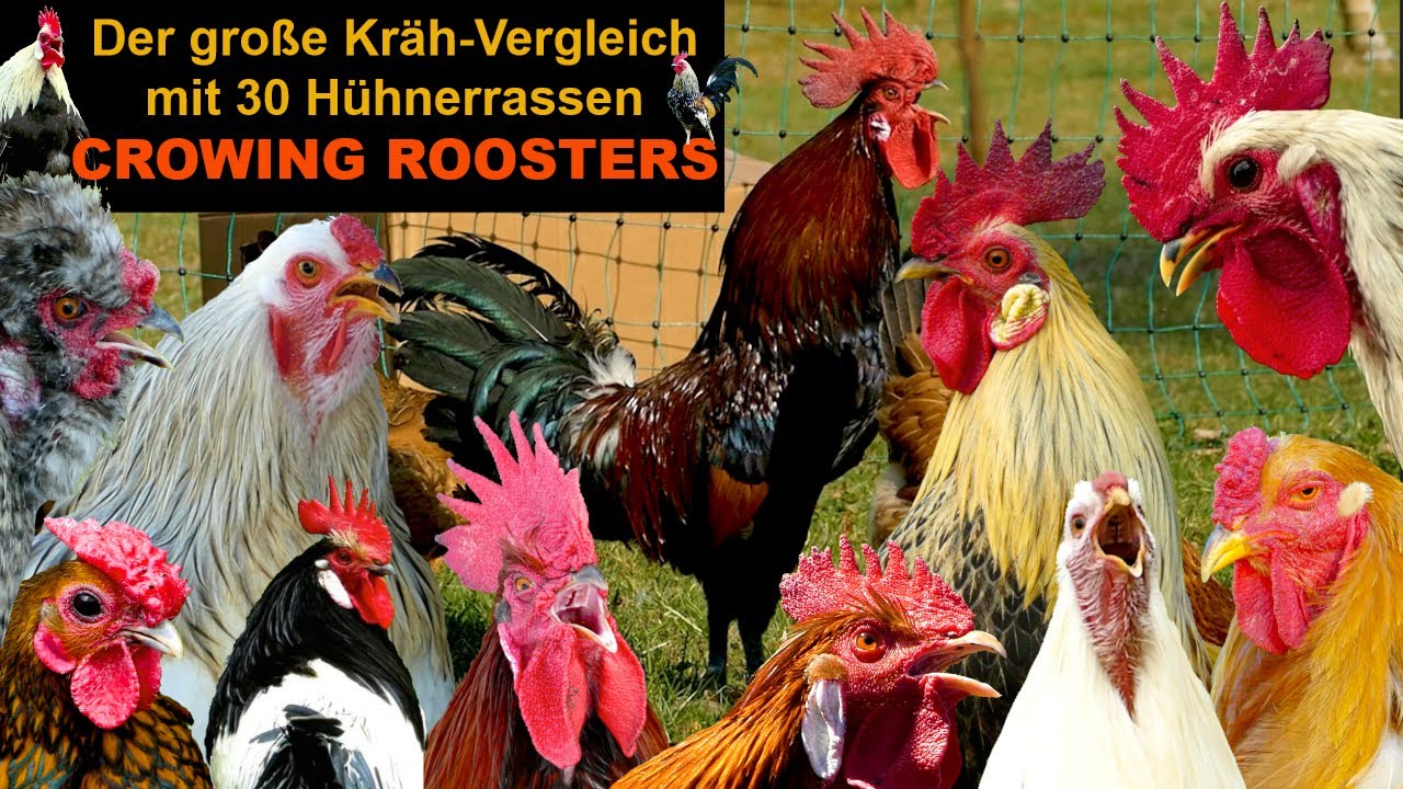 BIG ROOSTERS crowing compilation with 30 breeds of chickens: Brahma, Silkie, Orpington, Pekin bantam