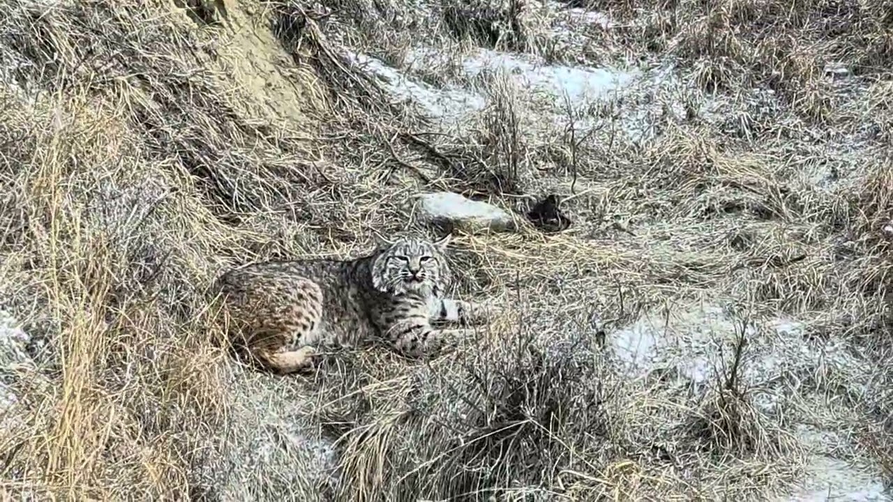 Bobcat catch and release.  