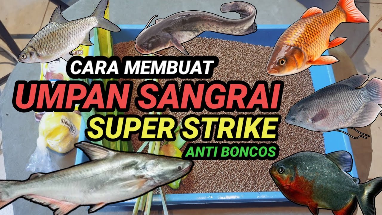 Umpan Ikan Mas Patin Gurami Bawal Gurami Bandeng Tawes Lele Sangrai Anti Boncos #umpanjitu #ideusaha