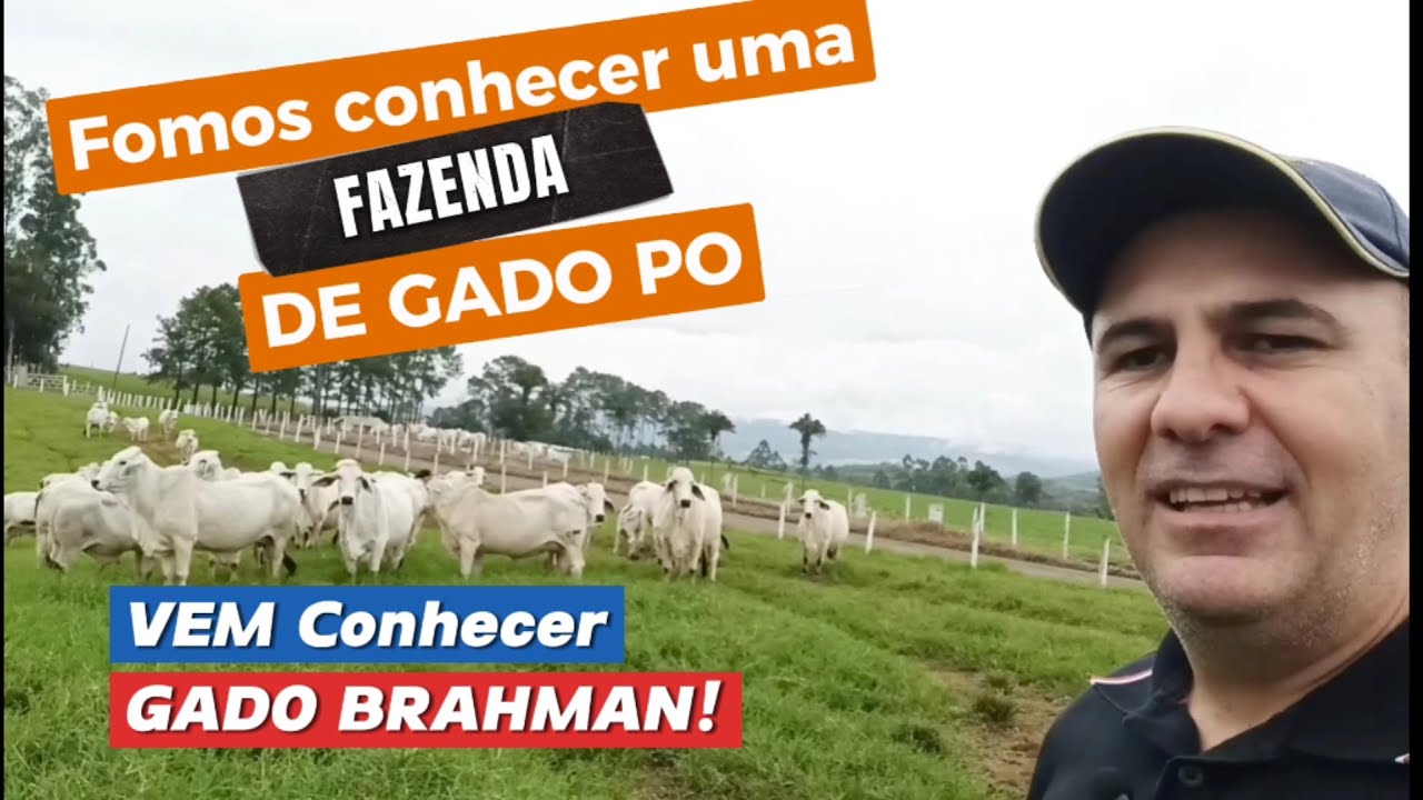 GADO BRAHMAN - RAÇA PESADA, RESISTENTE AO FRIO E CALOR - Conhecendo uma Fazenda! - Vd 115