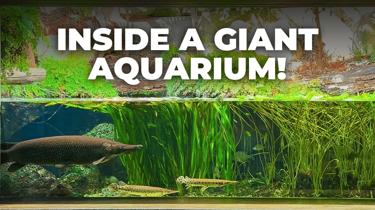 Inside the Aquariums of the Wilhelma Zoo | 500+ Fish Species