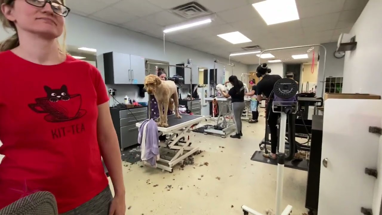Dog Terra Grooming Salon Visit