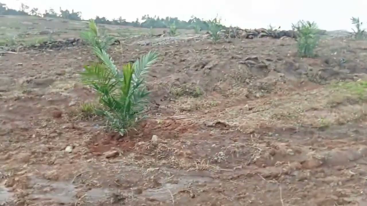 Cara Konsolidasi Kelapa Sawit di TBM !