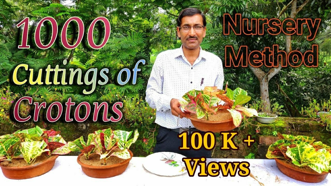 Grow 1000 of CROTONS Cuttings in the Easiest Nursery Method.