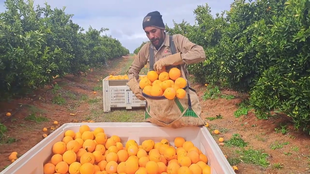 working in 🇦🇺 australia picking oranges from 🇹🇱 Timor Leste  😎