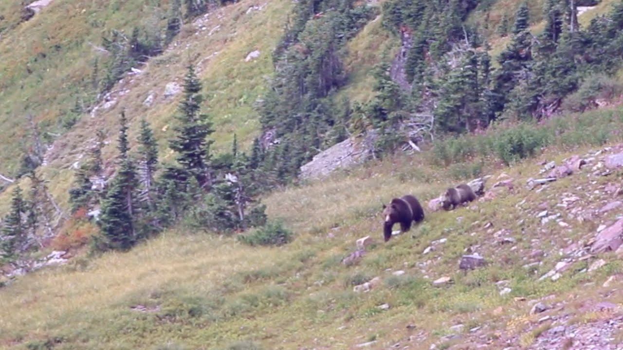 Female Grizzly and Her Cub Walk Near Hidden Lake Glacier National Park