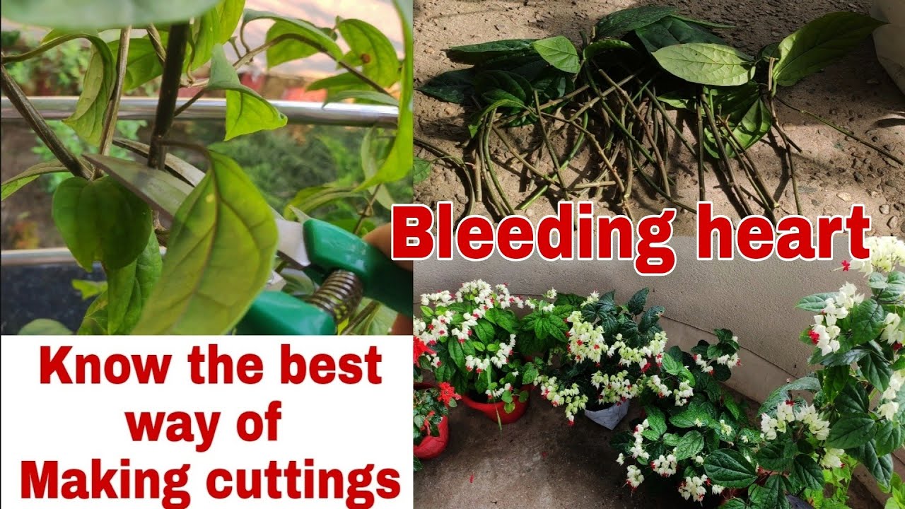 Bleeding heart pruning and make best cuttings Ep-12