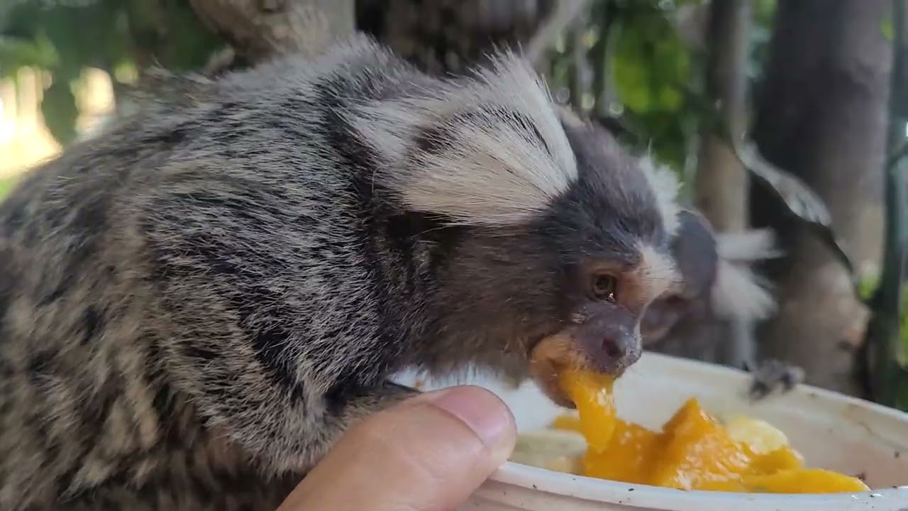 Só a galinha  mesmo  p aguentar tanto  pinto  piando  ao mesmo tempo kkkkk