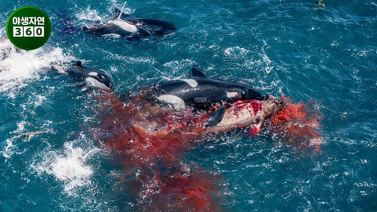 카메라에 포착된, 당신을 놀라게 할 가장 잔혹하고 충격적인 범고래 공격 장면들 | 동물의 왕국