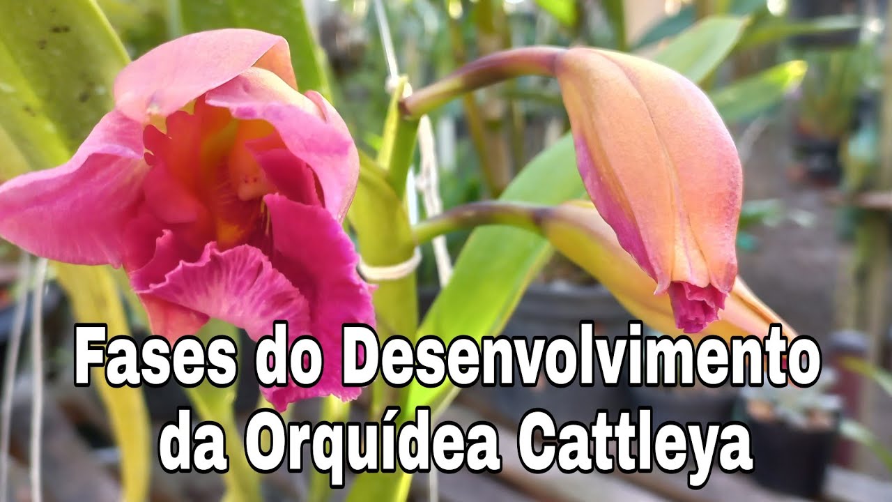 Fases do Desenvolvimento da Orquídea  Cattleya  🔴 Dicas Para Iniciantes 🔴