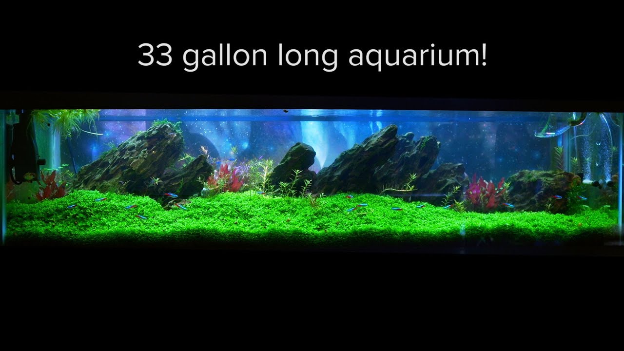 33 Long Aquascape Tank by Chris Voss