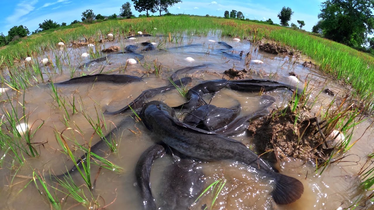 wow amazing Fishing, catch a lot of fish and pick duck eggs in rice field