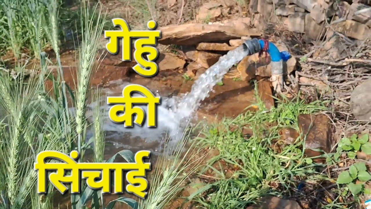 गेहूं  मे सिंचाई का नजारा